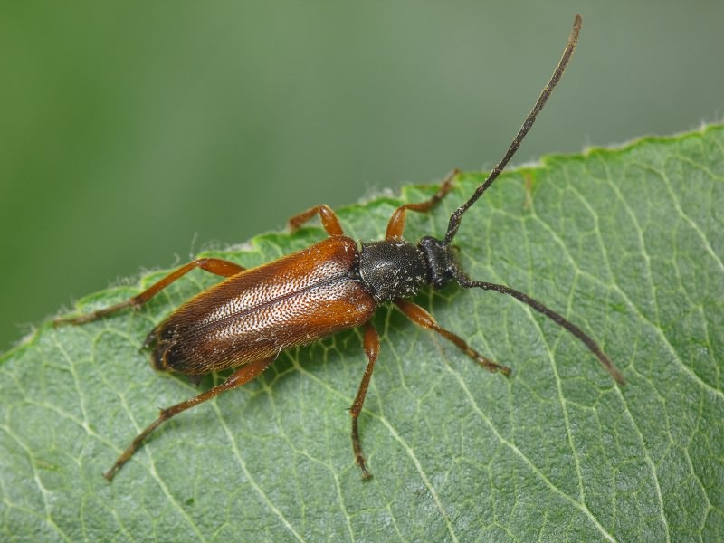 Alosterna tabacicolor (De Geer, 1775)